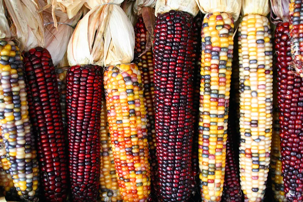 Ten cobs of multicoloured flint corn hanging side by side, thousands of small kernels in red, yellow, white and purple.